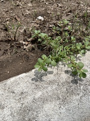 Portulaca oleracea