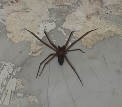 Loxosceles amazonica