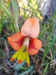 Gladiolus alatus