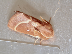 Lasiocampa trifolii