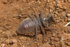 Tenebrionidae