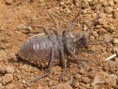 Tenebrionidae
