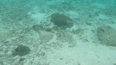 Rhinecanthus aculeatus