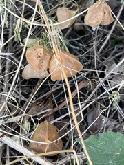 Cardiospermum halicacabum