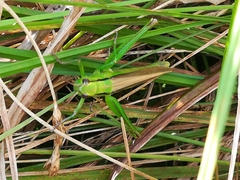 Mecostethus parapleurus