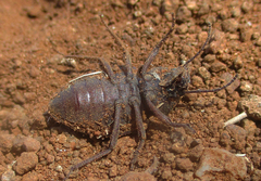 Tenebrionidae