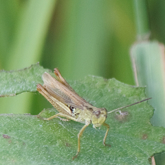 Chorthippus apricarius