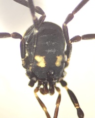 Nemastoma bimaculatum