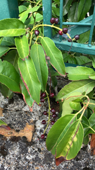 Prunus lusitanica