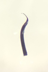 Nemastoma bimaculatum