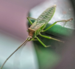 Homoeocerus graminis