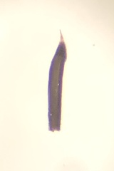Nemastoma bimaculatum