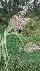 Phragmites australis