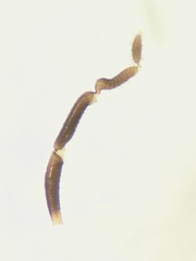 Nemastoma bimaculatum