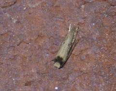 Tinea apicimaculella