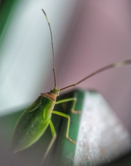 Homoeocerus graminis