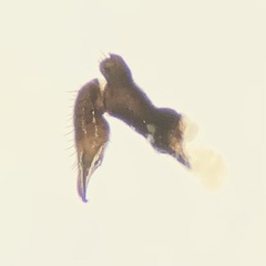 Nemastoma bimaculatum