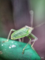 Homoeocerus graminis