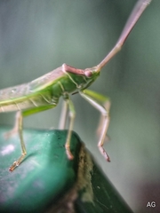 Homoeocerus graminis