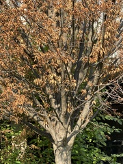 Fagus grandifolia