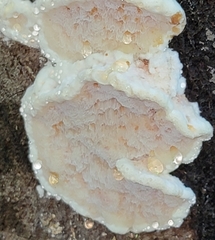 Neoantrodia serialis