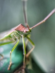 Homoeocerus graminis