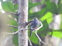 Muscicapa sethsmithi