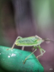 Homoeocerus graminis