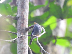 Muscicapa sethsmithi