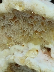 Neoantrodia serialis