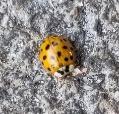 Harmonia axyridis