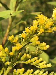 Solidago altissima
