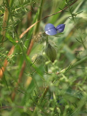 Crotalaria sessiliflora
