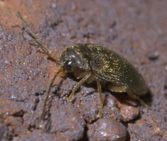 Ptilodactyla