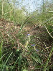 Crotalaria sessiliflora