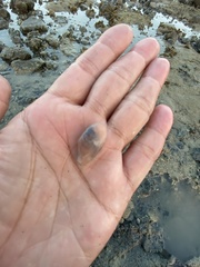 Ruditapes philippinarum