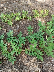 Wisteria sinensis