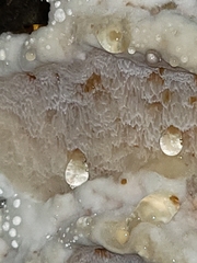 Neoantrodia serialis