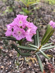 Kalmia polifolia