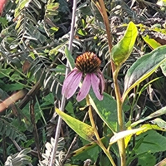 Echinacea