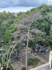 Ceiba speciosa