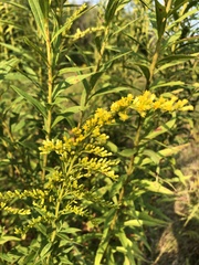 Solidago altissima