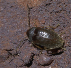 Ptilodactyla