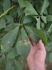 Aesculus parviflora