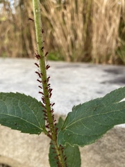 Uroleucon nigrotuberculatum