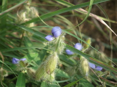 Crotalaria sessiliflora
