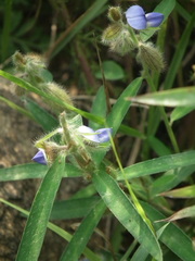 Crotalaria sessiliflora