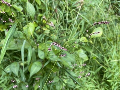 Persicaria posumbu