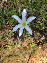 Zephyranthes atamasco