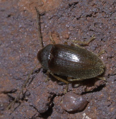 Ptilodactyla